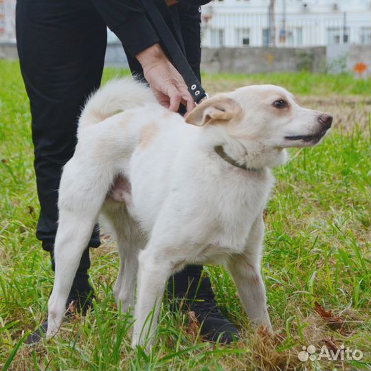 Пёс ищет дом