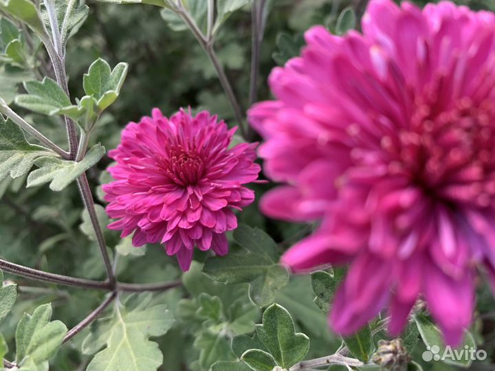 Хризантемы и гортензии