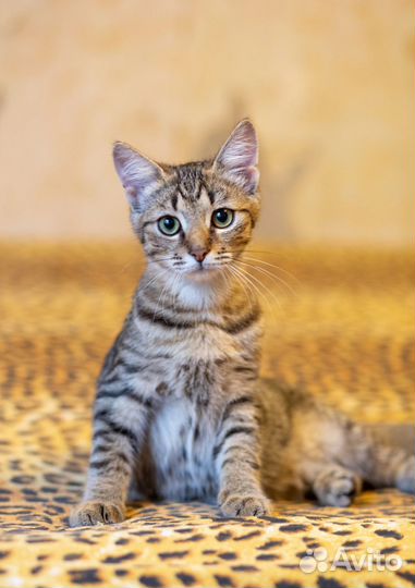 Котенок Камыш