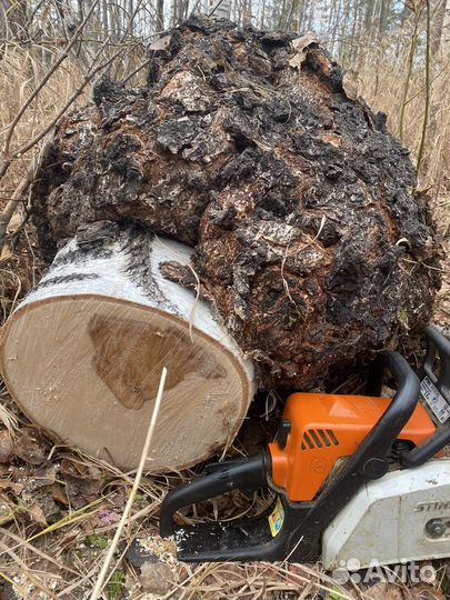 Кап сувель берёзовый