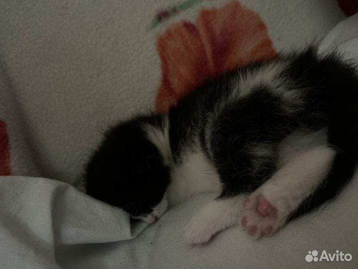 Котята бесплатнов добрые руки