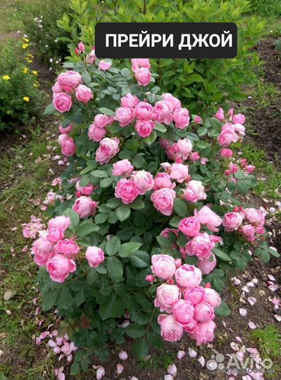 Кустовые розы саженцы