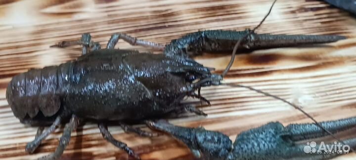 Живые и варёные раки с доставкой