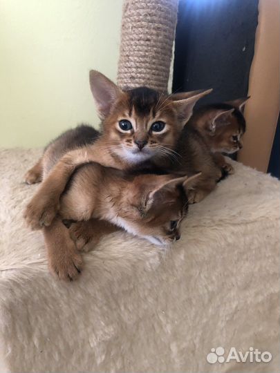 Абиссинцы с родословной и кот для вязки