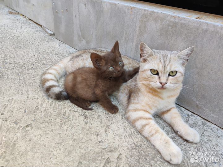Шотландские котята