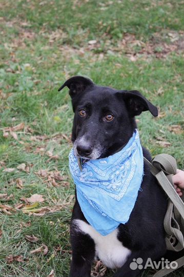 Трусишка Багира ищет дом