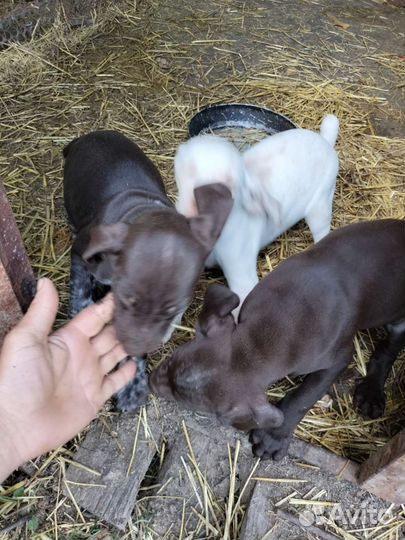 Щенки курцхаара