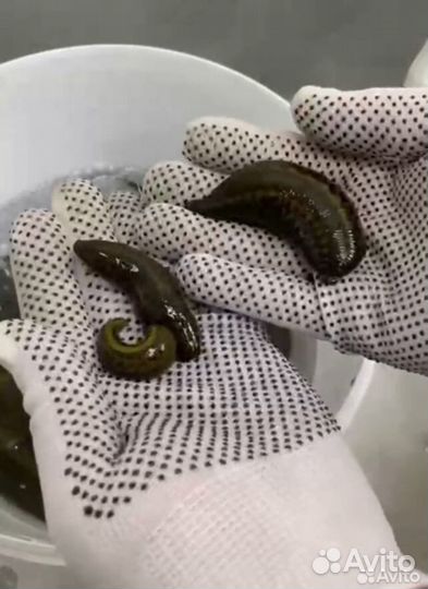 Пиявки медицинские