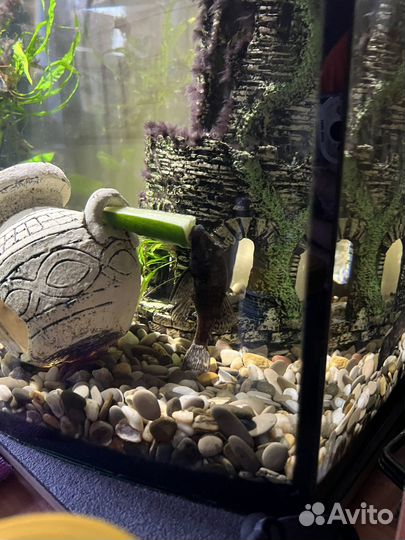 Сомик Анциструс