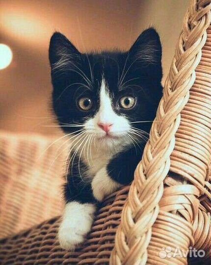 Красавчик, 2 месяца