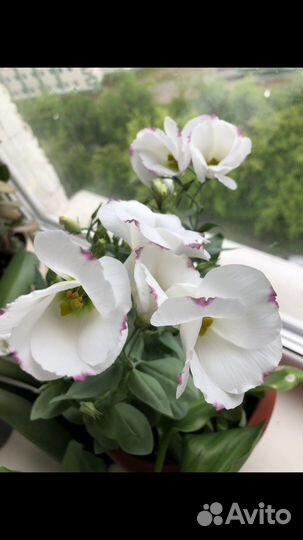 Семена цветов эустома (лизиантус)