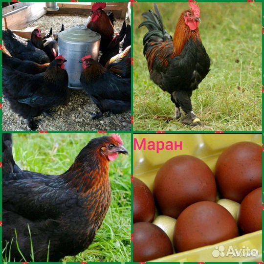 Цыплята Маран черно медный, семья, яйцо