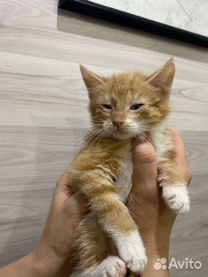 Котенок, мальчик 2,5 месяца ищет дом