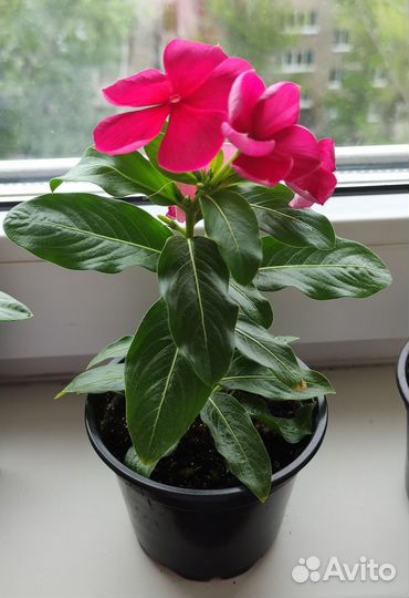 Катарантус