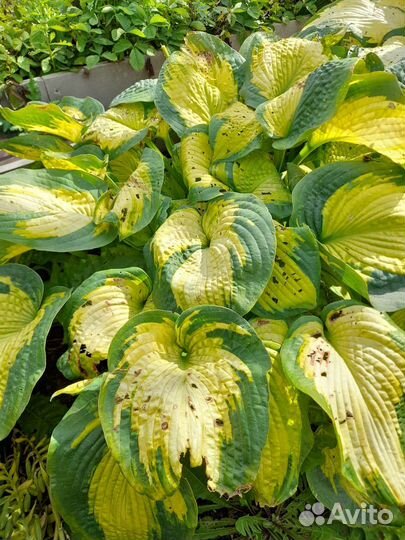 Хоста растение