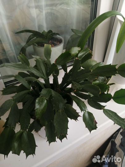 Декабрист лососевый скрутка