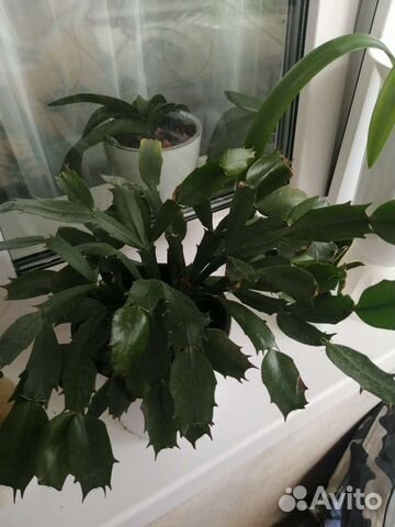 Декабрист лососевый скрутка