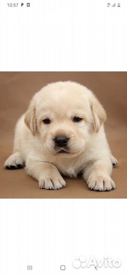 Щенки лабрадора палевые