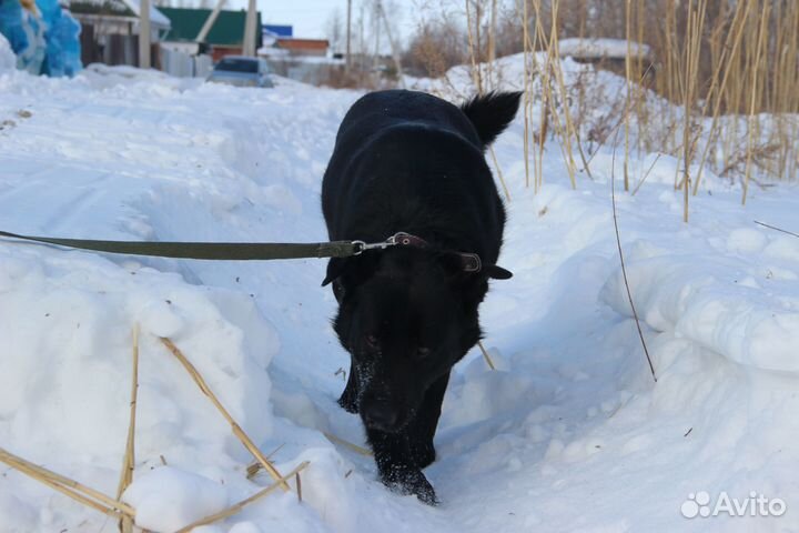 В добрые руки