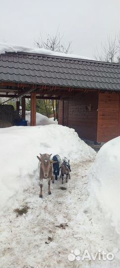 Камерунские карликовые козы