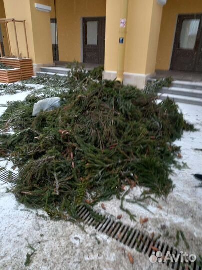 Лапник-Еловые ветки.для декора