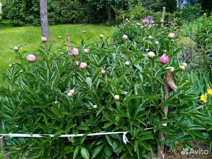 Пионы срезка