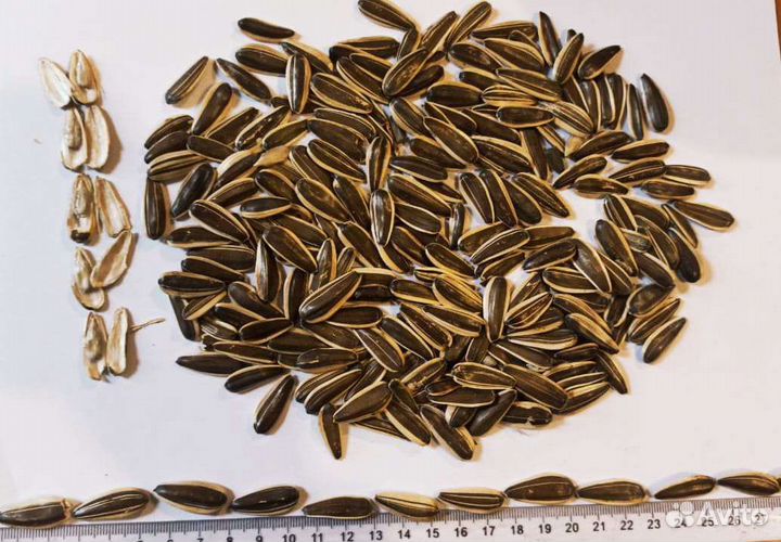 Кондитерская семечка полосатая калиброванная