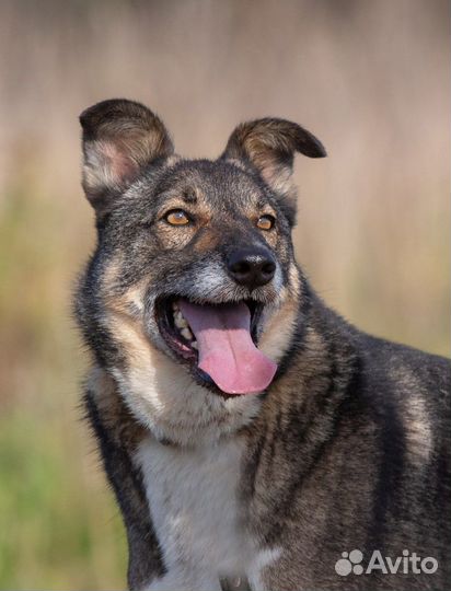 Оникс молодой пёсик