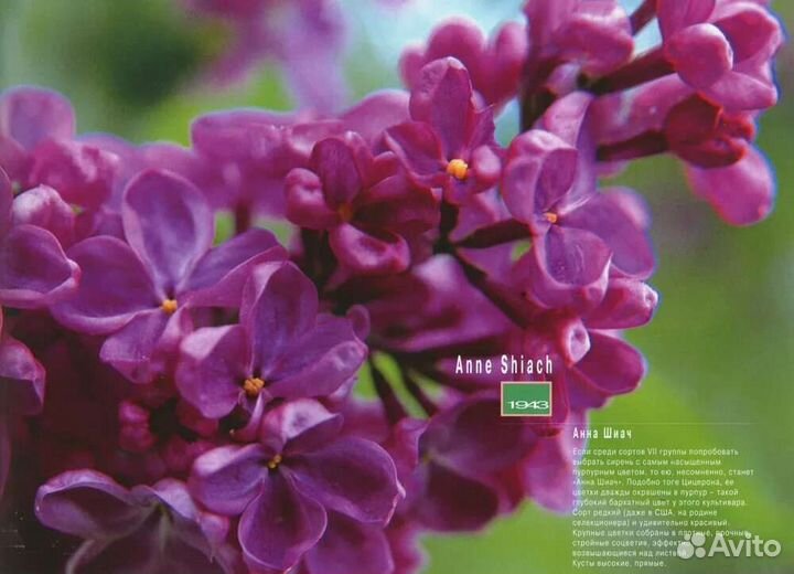 Саженцы Сирень Анна Шиач