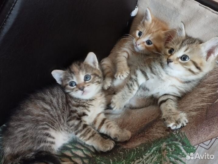 Отдадим котят(2 мальчика,2 девочки)