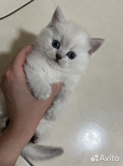 Британская кошечка