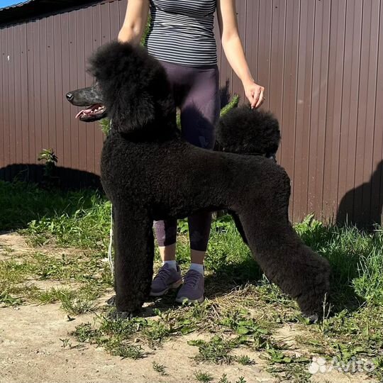 Пудель большой королевский