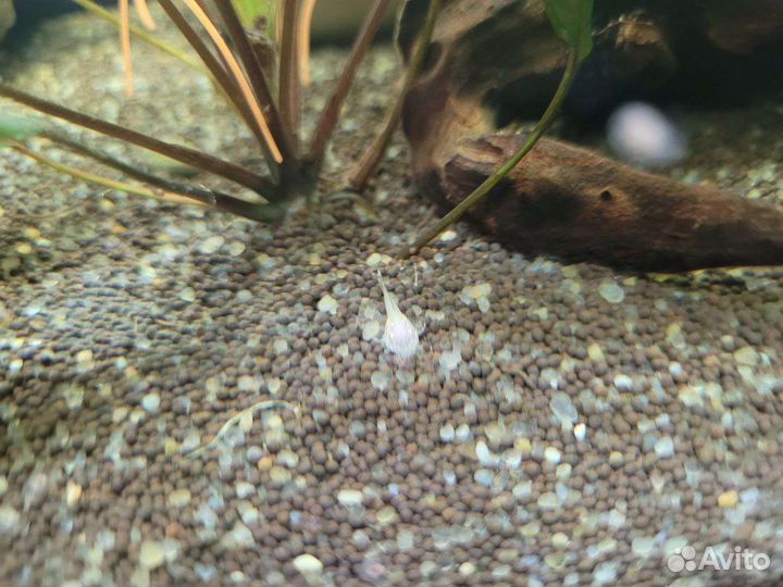 Сомики анциструсы