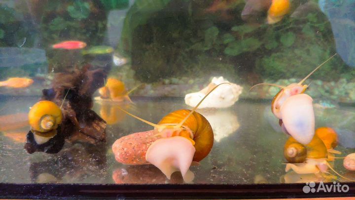 Улитки ампулярии