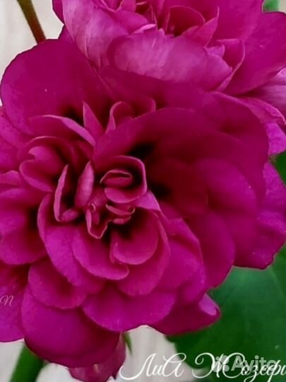 Та Лимончело,Ю Неточка Незванова,та Фиона