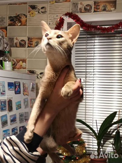 Абиссинский кот вязка