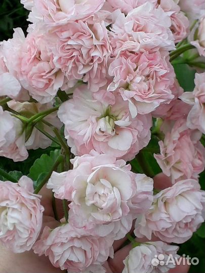 Пеларгония герань