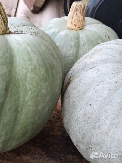 Тыква вытаминная