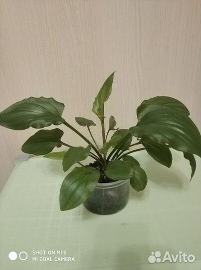 Каланхоэ лечебное большой