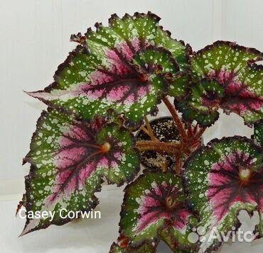 Бегония декоративно лиственная