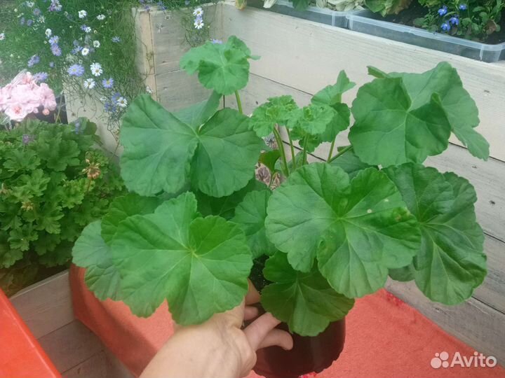 Царская невеста