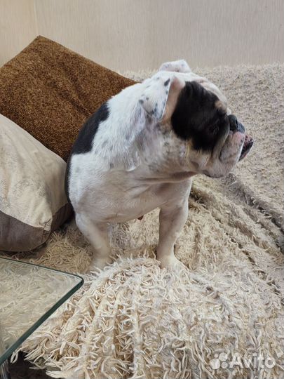 Английский бульдог