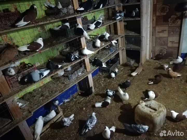 Продаются голуби, читайте описание
