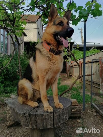 Молодой кобель для вязки