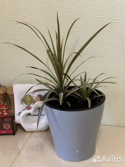 Драцена маргината