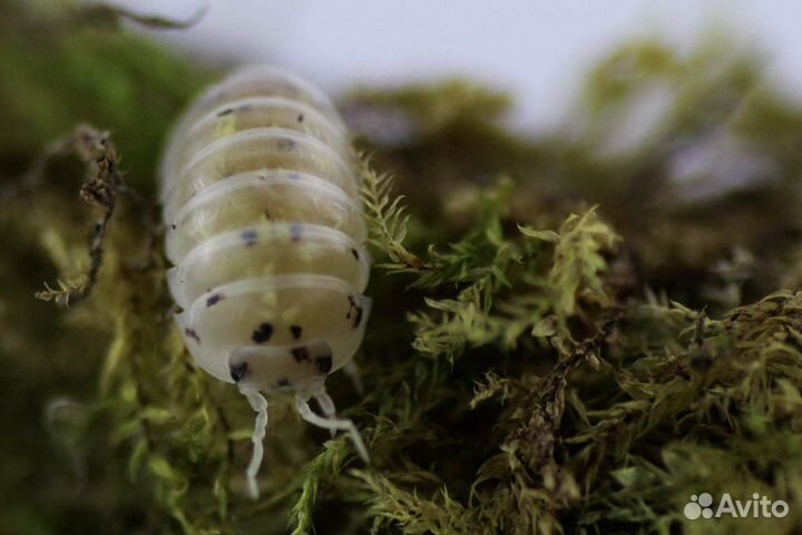 Мокрицы, Скорпионы, Аргентинский таракан, мыши