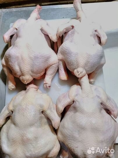 Тушки кур бройлеров