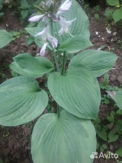 Хоста, примула