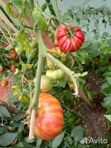 Семена томатов