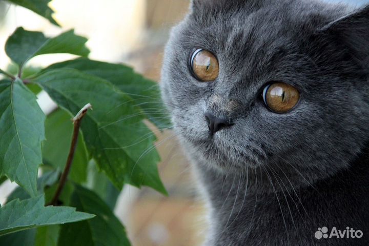 Британец шарлотанец